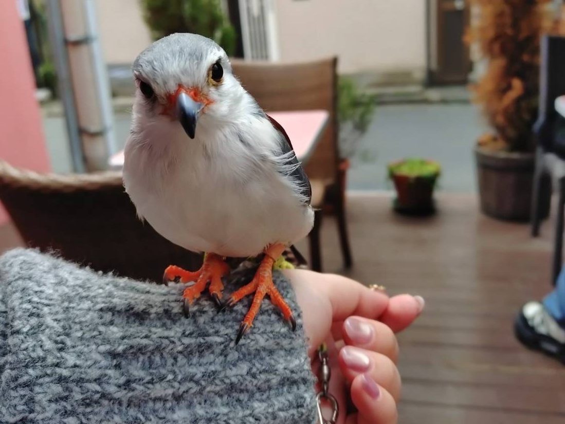 サクラカフェ日暮里の店内ペット同伴OK席でくつろぐ小鳥