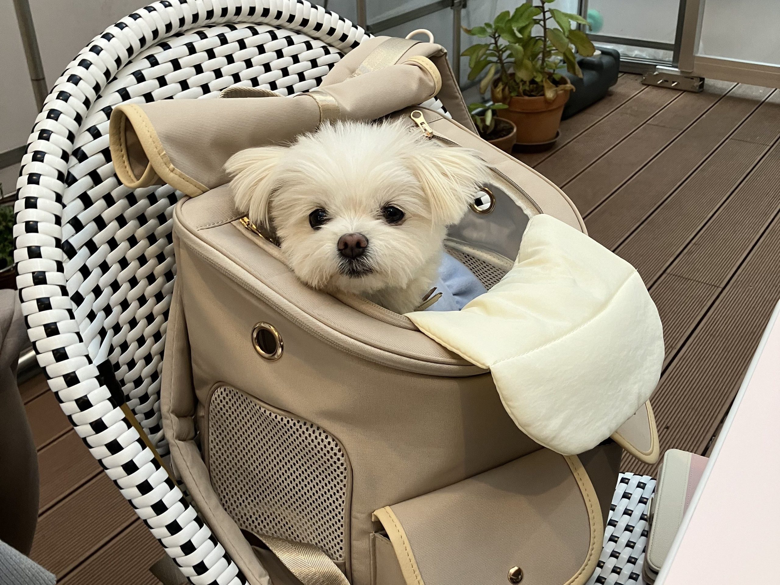 サクラカフェ日暮里の店内ペットOk席