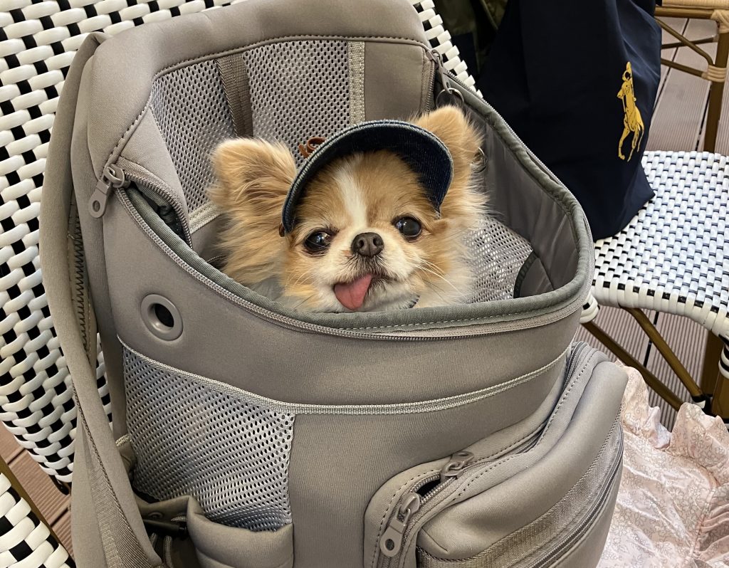 店内ペットOK席でくつろぐわんちゃん