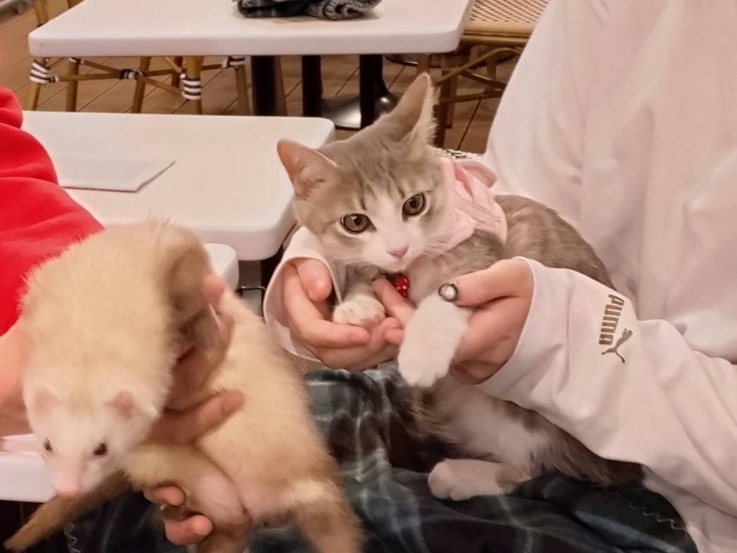 サクラカフェ日暮里の店内ペット同伴OK席で過ごすフェレットと猫